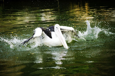 Bird flying over lake