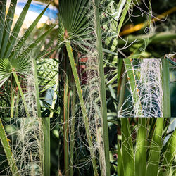 Close-up of plants