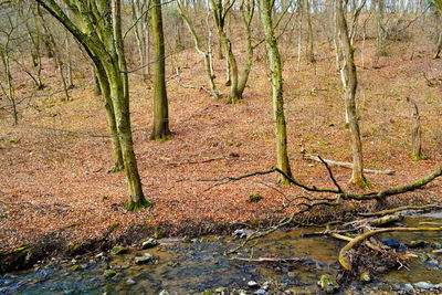 Trees on landscape