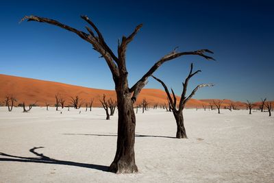 Bare trees at namib desert against clear blue sky