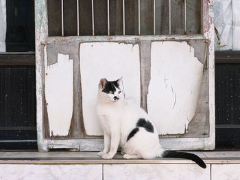 Cat sitting by window