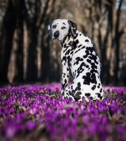 Close-up of dog on flower