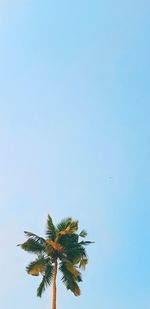 Low angle view of coconut palm tree against clear blue sky