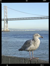 Seagull perching on railing