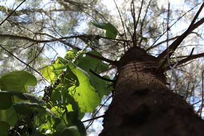 Low angle view of trees