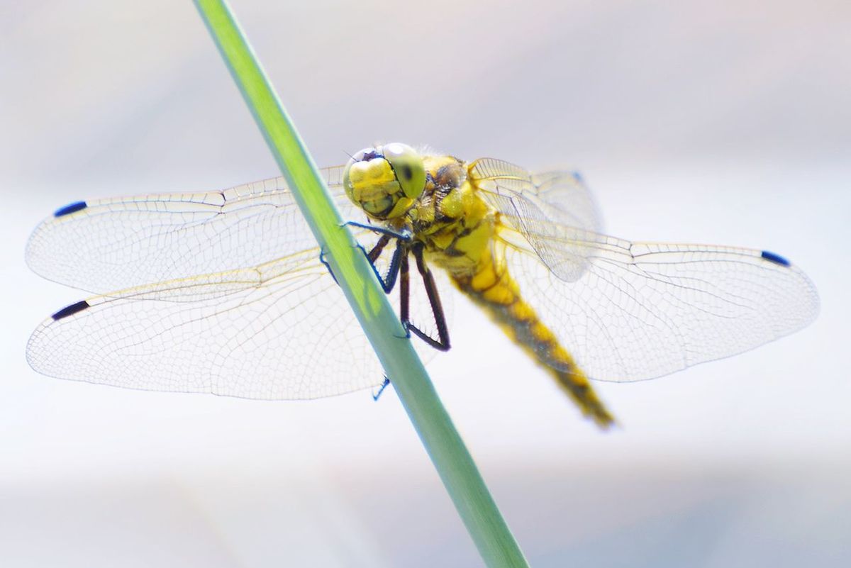 insect, one animal, animal themes, animals in the wild, wildlife, butterfly, flower, animal wing, butterfly - insect, focus on foreground, close-up, perching, pollination, nature, dragonfly, full length, fragility, plant, day, outdoors