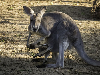 Full length of kangaroo with joey in zoo