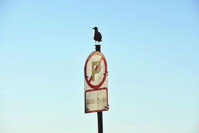 Low angle view of seagull perching on sign pole against clear blue sky