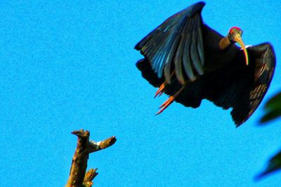 Low angle view of bird flying against clear blue sky