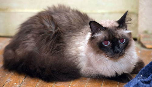 Portrait of cat relaxing on floor at home