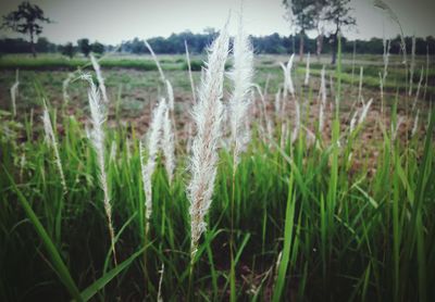 Close-up of wheat growing on field against sky