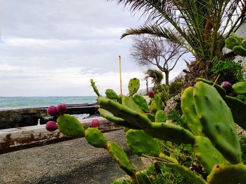 Cactus growing by sea against sky