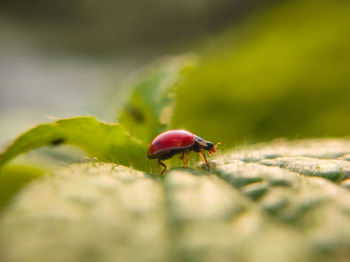 Close-up of snail on plant