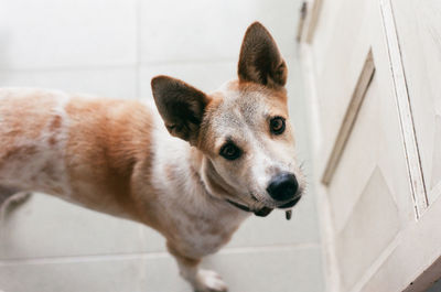 Portrait of dog looking at camera