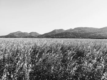 Scenic view of field against clear sky