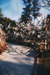 Close-up of cherry blossom tree against sky