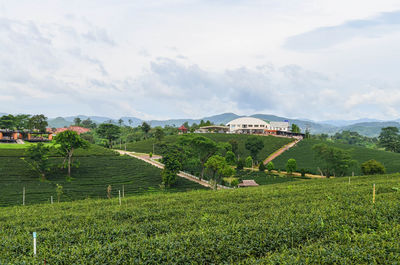 Scenic view of green field against sky