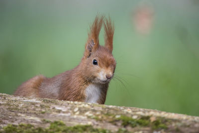 Close-up of squirrel on wood