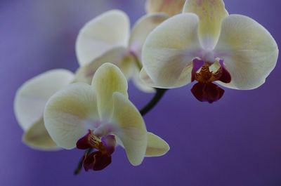 Close-up of pink orchid blooming outdoors