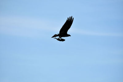 Low angle view of bird flying in sky