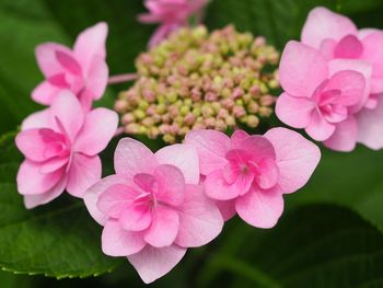 Close-up of pink flowers