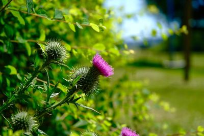 Close-up of thistle flower