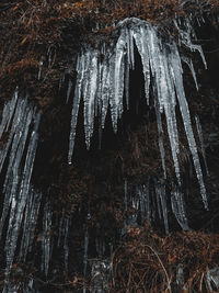 Low angle view of icicles hanging from cave