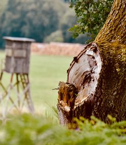 Close-up of damaged tree trunk on field