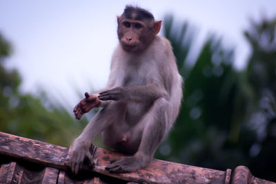 Low angle view of monkey sitting on tree