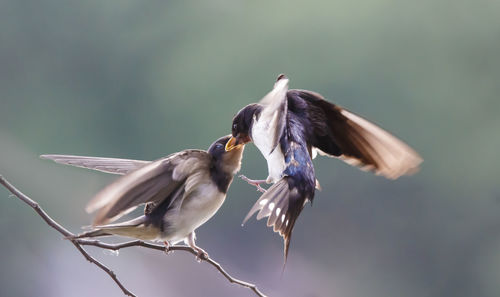 bird