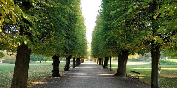 Footpath amidst trees in park