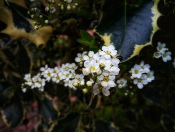 Close-up of white flowering plant
