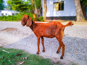 Full length of a dog on field