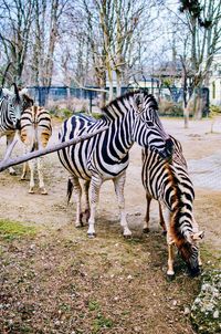 Zebra standing on field