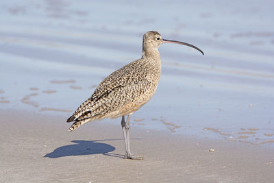 Close-up of a bird on beach