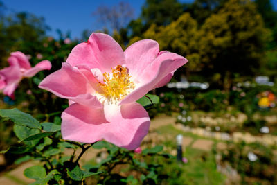 Close-up of pink flowering plant