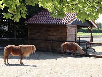 Horses in the field