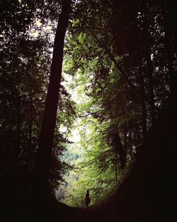 Low angle view of trees against sky