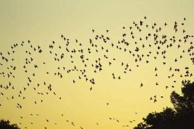 Low angle view of birds flying in sky