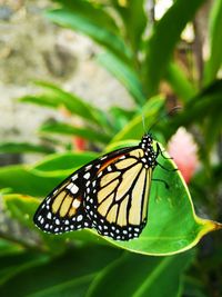 Butterfly on leaf