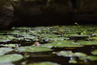 Close-up of water lily in pond