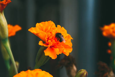 Close-up of fly on orange marigold
