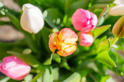 Close-up of pink flowering plant in park