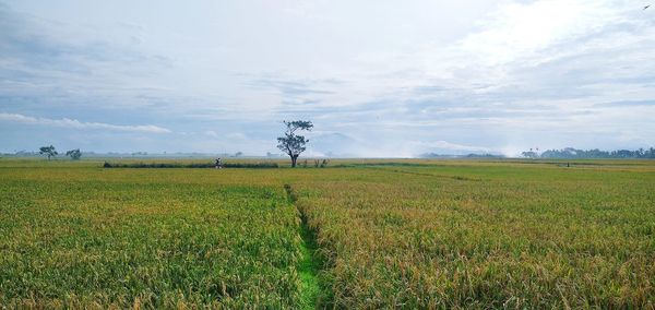 Scenic view of agricultural field against sky