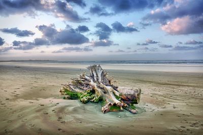 Driftwood on beach against sky