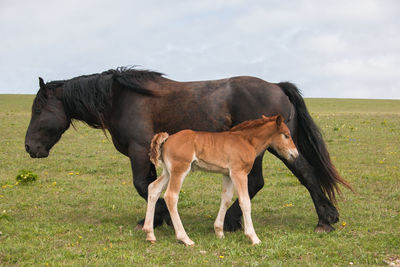 Horse standing in a field