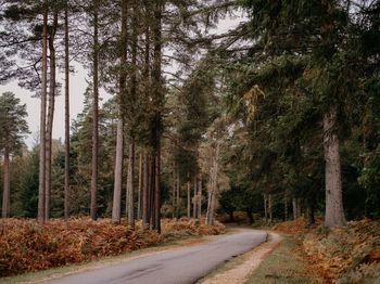 Road amidst trees in forest