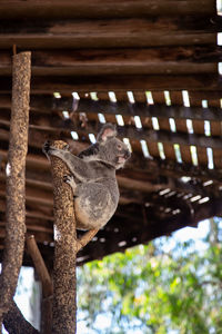 Low angle view of koala 