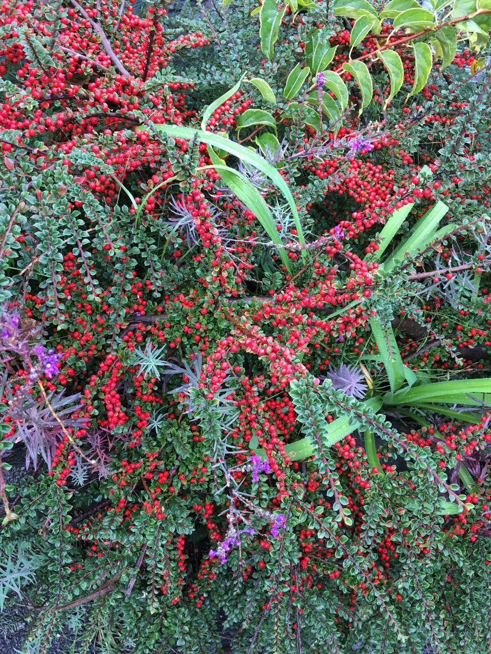 CLOSE-UP OF FLOWERS