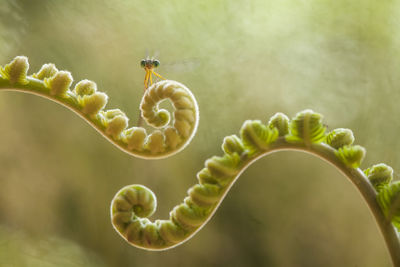 Damselflies on plants